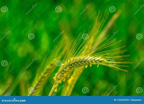 Planta Del Triticale En El Prado Foto De Archivo Imagen De Fondo