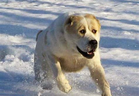 Central Asian Shepherd Dog Alabai Central Asian Ovcharka Asian