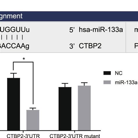 Ctbp Was The Target Gene Of Mir A A Predicted Binding Sites Between