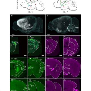 Brain Wide Distribution Of The Cholinergic Neurons And The Inputs Of