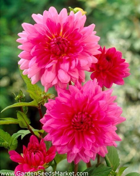 Pink Dahlia Dahlia Pink Garden Seeds Market Gratis Fragt