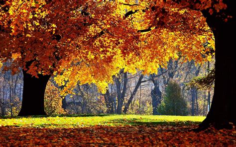 Arrières plans Foret Automne MaximumWallHD Autumn landscape Autumn