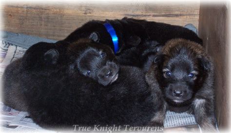 Double K Ranch Tervuren Puppies