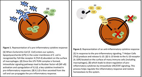 Chemokine And Cytokine Detection Elisa Kits Chondrex Inc