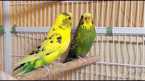 9 Hr Happy Singing And Eating Parakeet Budgies Birds Reduce Stress Of Lonely Quiet Birds Youtube