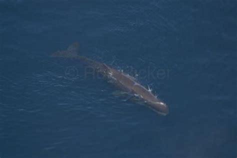 Endangered Whales | Photo, Information