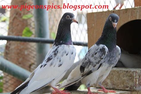 Pakistani Pigeonskabootar In Sharjah Pigeons Pics Latest Pigeons