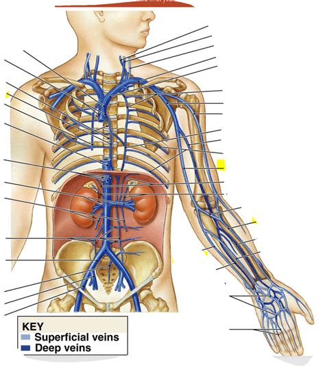 Veins of the chest and abdomen Diagram | Quizlet