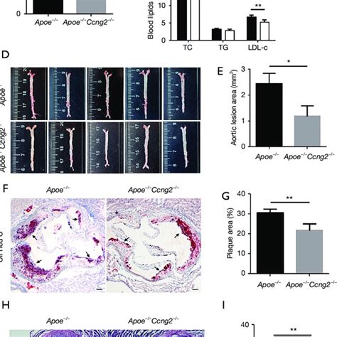 Ccng Knockout Attenuated Atherosclerotic Plaques In Apoe Mice Apoe