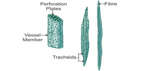 Difference Between Tracheid And Vessel Qs Study