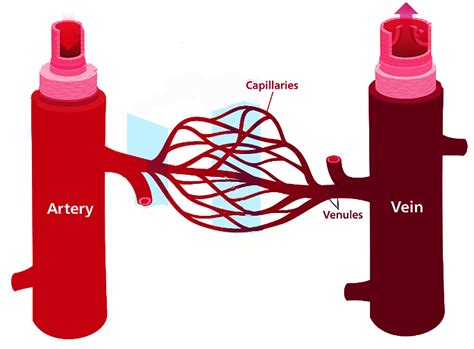 Discovering Something New -- ongoing learning: Arteries, veins, and ...