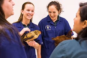 Let's talk pre-veterinary studies at CSU | Admissions | Colorado State University