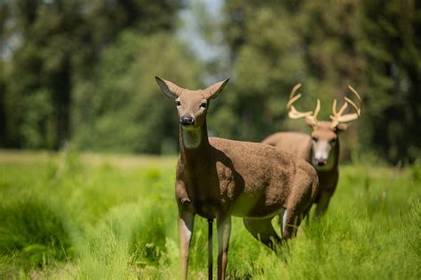 Dsd Standingdoe Dave Smith Decoys Flickr