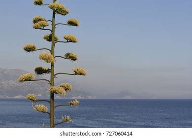 211 Agave lechuguilla Images, Stock Photos & Vectors | Shutterstock