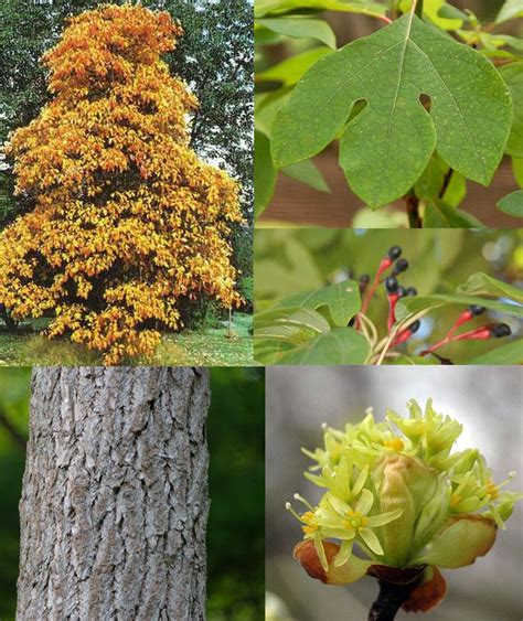 Sassafras Tree Bark Identification - Goimages Signs