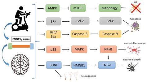 Ijms Free Full Text Move Your Body Toward Healthy Aging Potential