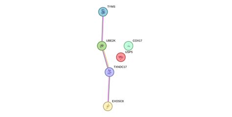 Txndc17 Gene Genecards Txd17 Protein Txd17 Antibody