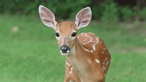 450+ Funny And Cool Deer Names 2024