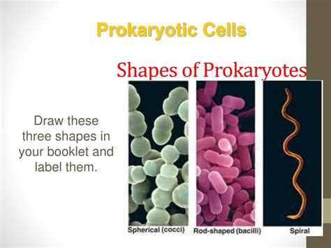 Ppt Prokaryotic Cells Eukaryotic Cells And Virus Notes Gallery Powerpoint Presentation Id