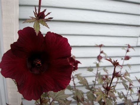 Burgundy Hibiscus Hibiscus Burgundy Flowers Flowers