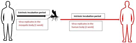 Transmission Timeline Of Dengue Virus From Host To Vector Extrinsic Download Scientific