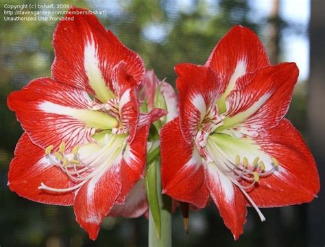 Plantfiles Pictures Amaryllis Star Of Holland Hippeastrum By