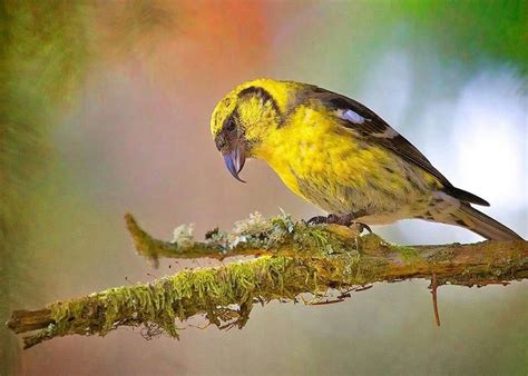 Crossbill In Juno Alaska Birds Bird Types Love Birds