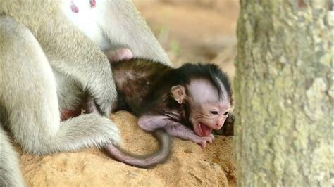 2 Days Old Adorable Monkey Baby Weaning By Her Mother Monkey Youtube