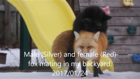 A Silver Fox And A Red Fox Mating In My Backyard Youtube