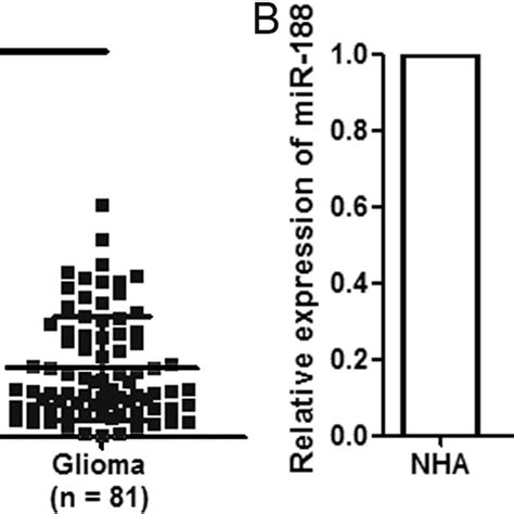 Microrna Mir Is Downregulated In Glioma Tissues And Cell