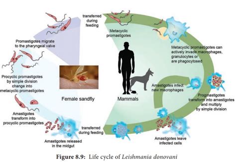 Leishmaniasis Life Cycle Diagram