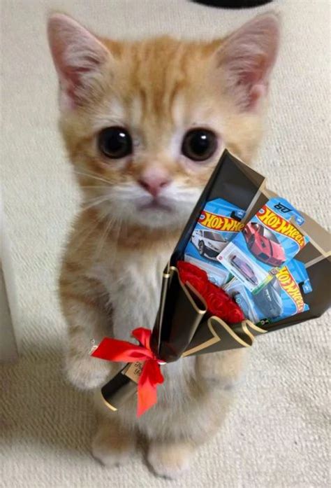 Gatito Con Ramo De Hot Wheels Hot Wheels Hot Wheel
