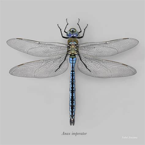 Dragonfly Scientific Drawing