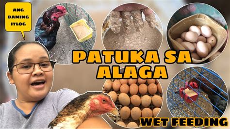 PATUKA NG AMING MGA ALAGANG MANOK NA SHAMO MAGSALANG TAYO NG ITLOG