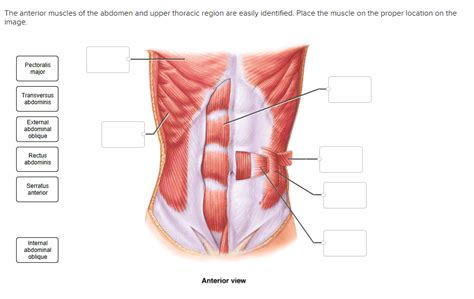 Solved The Anterior Muscles Of The Abdomen And Upper Chegg