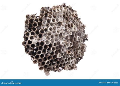 Wild Honeycomb Stock Images - Image: 13451244