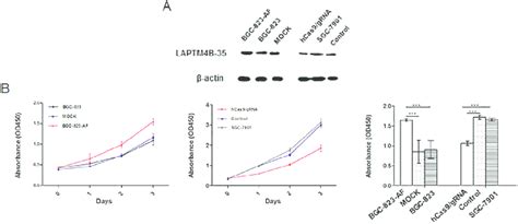 Effect Of Laptm4b 35 On Cell Proliferation A Expression Of