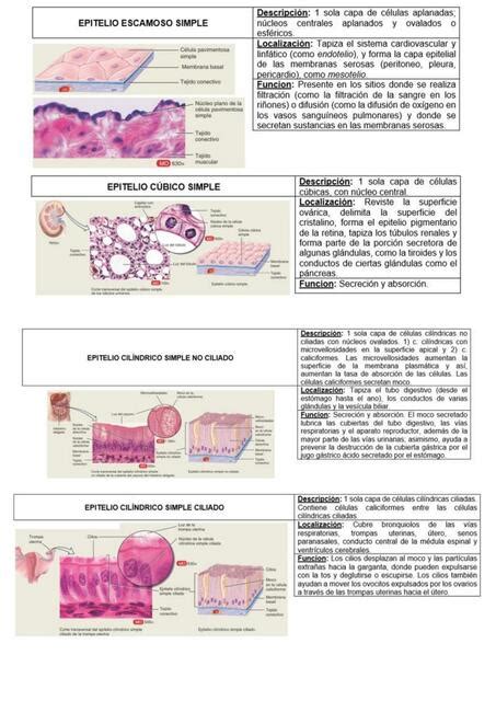 Epitelio Escamoso Simple Grampositivamed Udocz