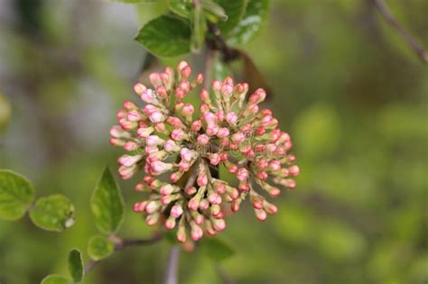 Viburnum Buds On A Background Of Bright Greenery Switzerland Stock