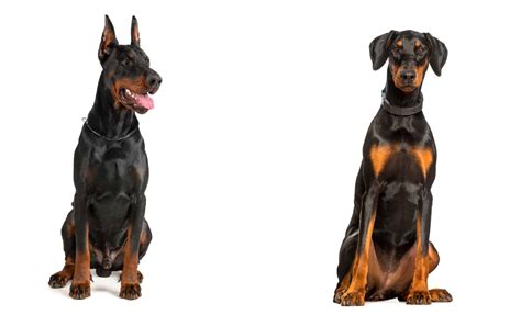 Should You Leave A Dobermans Ears Uncropped Dogcarelife