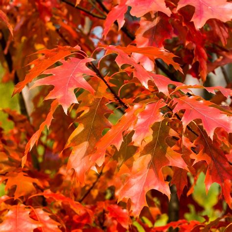 Red Oak Quercus Rubra Mygardenlife