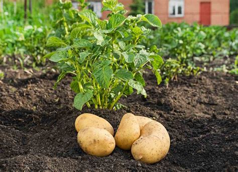 Pomme De Terre Plantation Culture Entretien Et R Colte