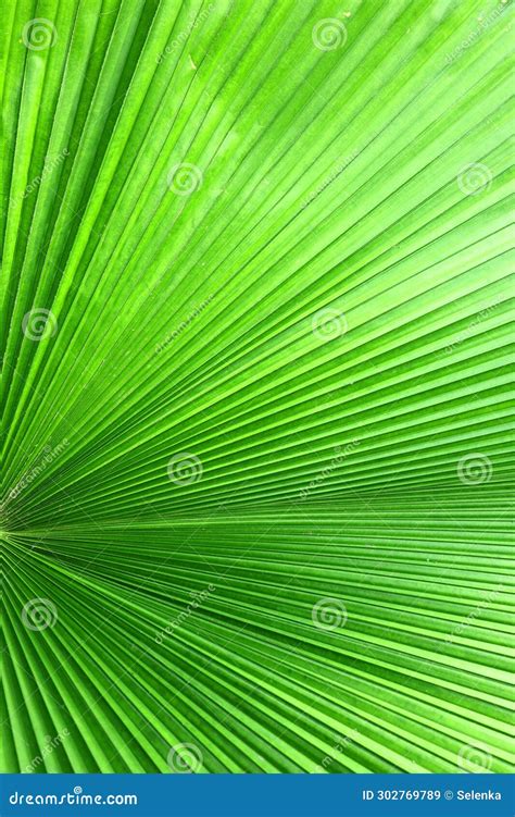 Close Up Green Palm Leaf Texture Abstract Palm Leaf Vertical