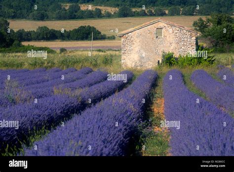 Blooming Lavender Lavandula Angustifolia Field Stone House Plateau