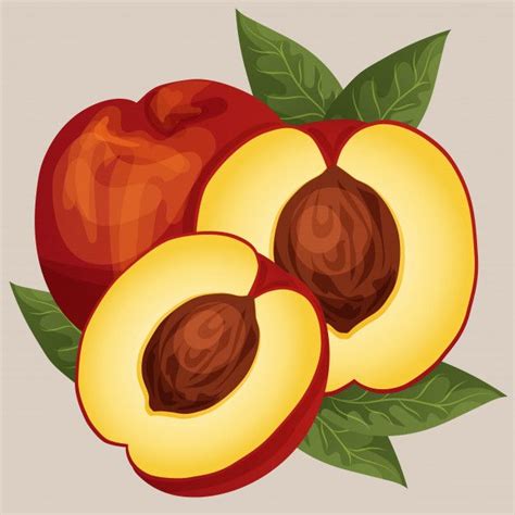 Premium Vector Fruit Nectarine Nectarine Graphic Resources Freepik