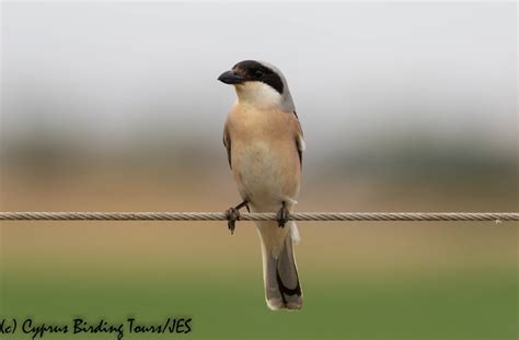 Lesser Grey Shrike Cyprus Birding Tours