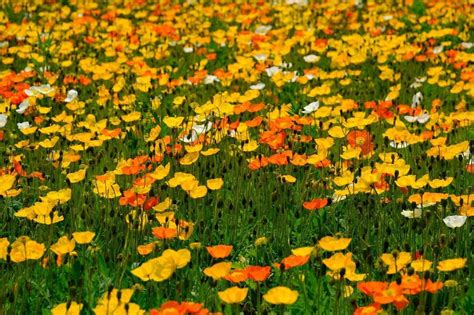 国営武蔵丘陵森林公園にて アイスランドポピーの花畑 季節の花だより