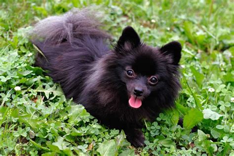 Black Pomeranian: Appearance, Genetics, Pictures & Facts