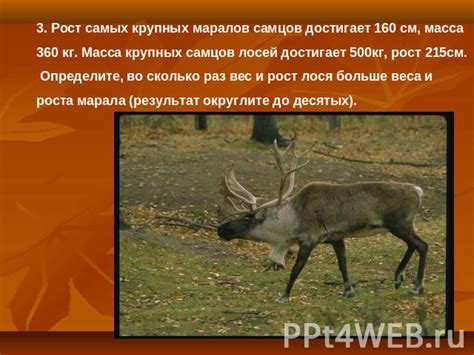 Джунгли зовут - презентация к уроку Окружающий мир