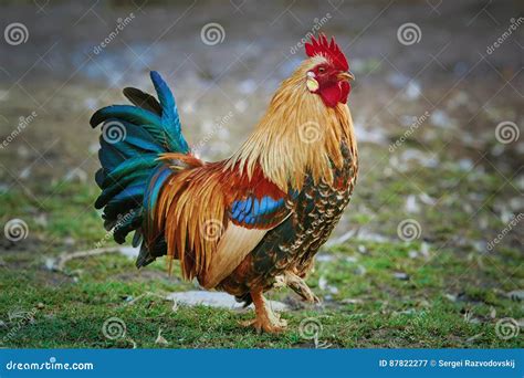 Brown Leghorn Rooster stock image. Image of bird, omnivores - 87822277